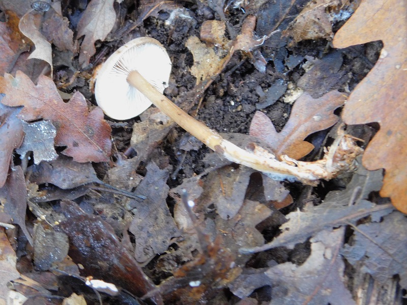 6 Fotogr.il 18.12.2021 sotto Leccio